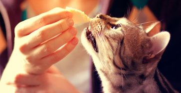 هل القطط تأكل الجبن؟