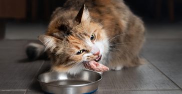 هل القطط تاكل الدجاج النيء؟