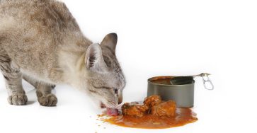 هل تأكل القطط السردين المعلب؟