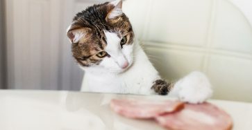 هل تأكل القطط اللانشون