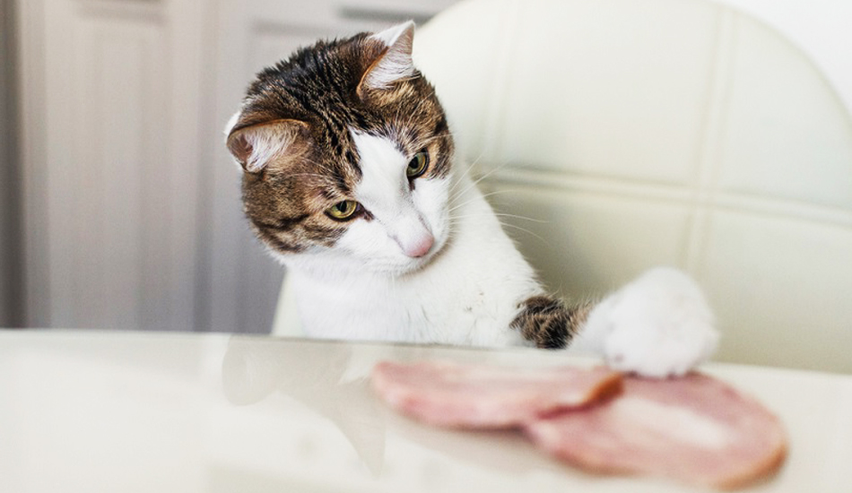 هل تأكل القطط اللانشون